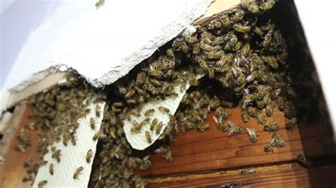Thousands Of Bees Found Inside Bedroom Wall Of Long Island Home Abc7 New York