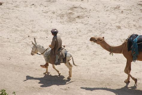 Then the camel said humph! and went away again. Stephen Blakeway - One Welfare, a way of thinking