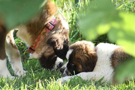 They are extremely friendly and social, so use that to your advantage and introduce them to a. The best St. Bernard breeders in Minnesota! Balsam ...