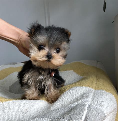 Micro Teacup Yorkie Puppy For Sale Tiny Iheartteacups In 2022