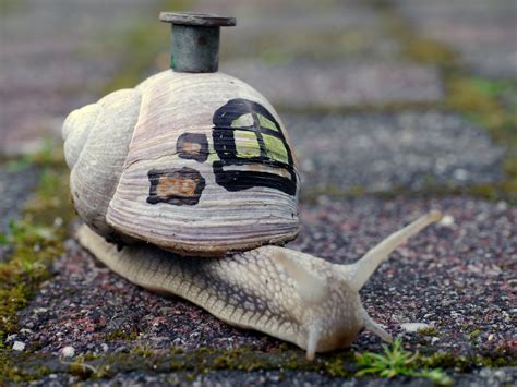 Funny Snails Wallpapers High Quality Download Free