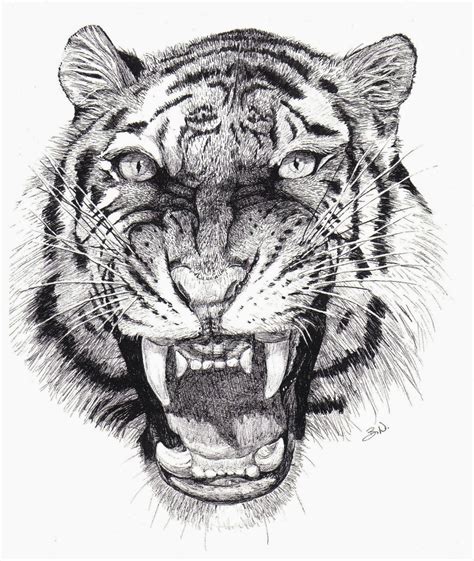 The Animal Cabin Drawings Of Tigers