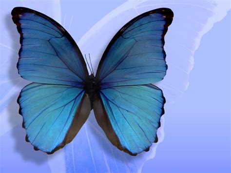 Blue Butterfly Wallpaperart
