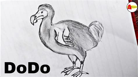 How To Draw The Extinct Animal Dodo Bird Youtube