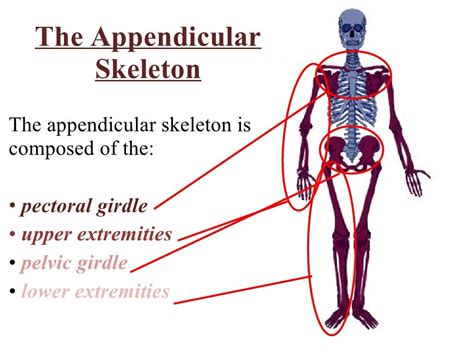 Appendicular Skeleton Image