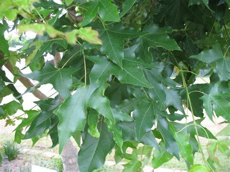 Online Plant Guide Acer Truncatum Shantung Maple Purpleblow Maple