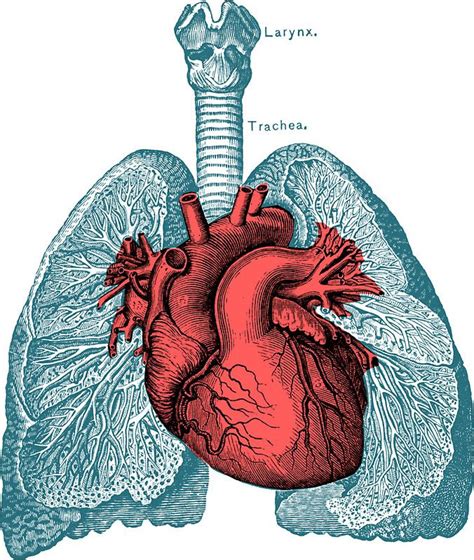 Red Heart And Lungs Human Anatomy Art Sticker By Prrint Human Anatomy