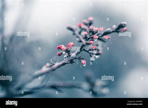 Cherry Blossoms After Spring Rain Stock Photo Alamy