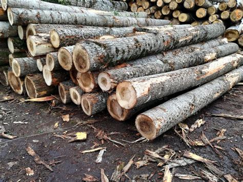 Wooden Logs Stock Photo Image Of Timber Logs Industry 99306936