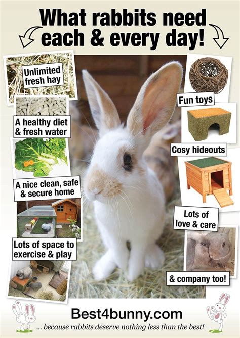 How To Care For A Bunny Outside Tips And Tricks The 2023 Guide To The