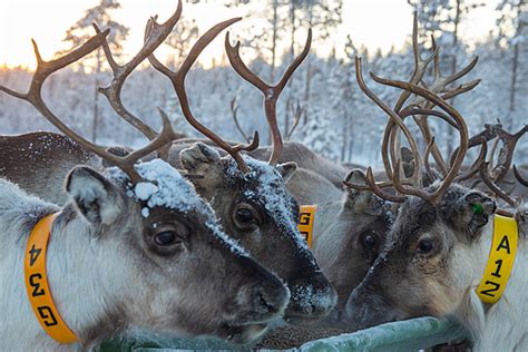 Sami Reindeer Herders Ubicaciondepersonascdmxgobmx