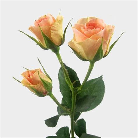 Spray Rose Peach Wholesale Blooms By The Box