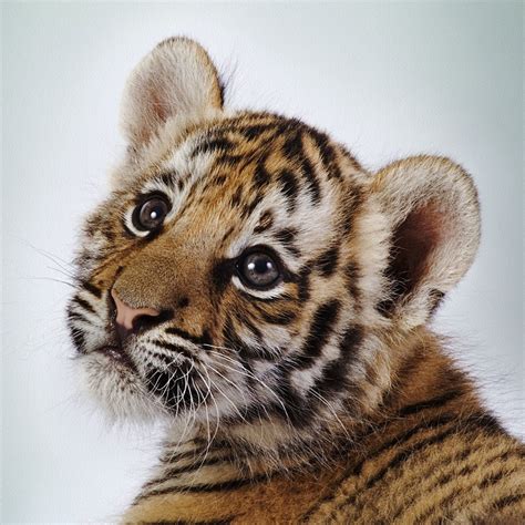 Baby Tigers Have Blue Eyes
