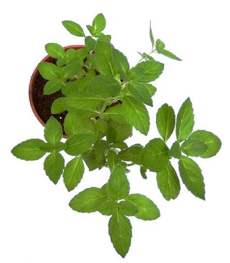 Rama Tulsi Plant Holy Basil Ocimum Sanctum Green Plant With Pot