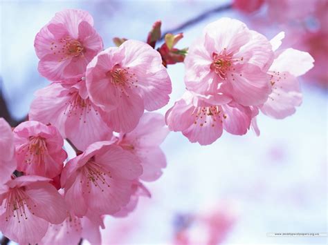 46 Japanese Cherry Blossom Wallpapers Wallpapersafari