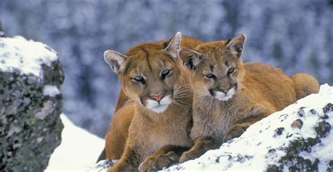 Mountain Lion Wallpapers Top Free Mountain Lion Backgrounds