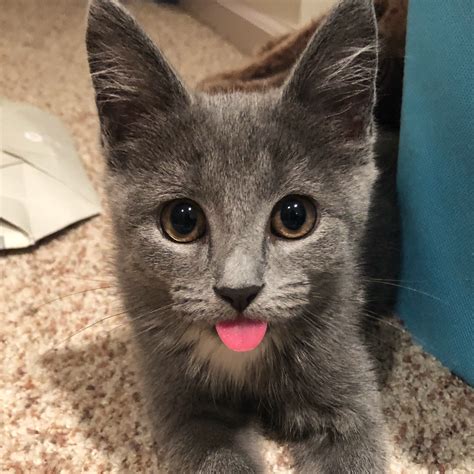 Cute Blep Aww Cat