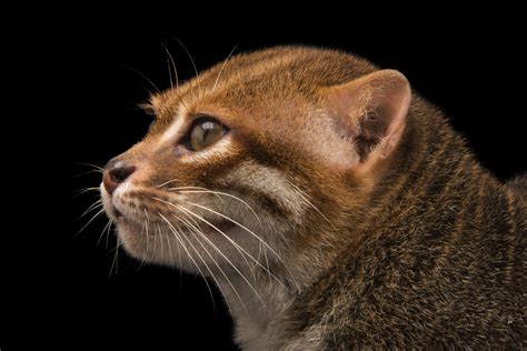 This species lives mainly near water in thailand, malaysia (both east and west), brunei and indonesia. ANI100-00005 - Joel Sartore