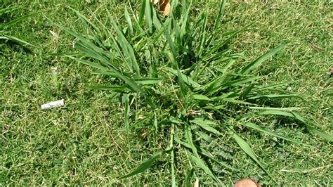15 Common Lawn And Garden Weeds Guide To Weed