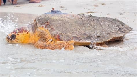 Kirby The Loggerhead Sea Turtle Released With Satellite Tracker Cma