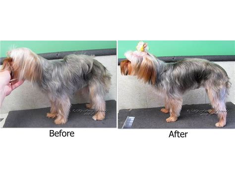 Fewer knots and less matting will make daily brushing and regular bathing. Scissoring a Yorkie | Yorkie, Yorkie haircuts, Yorkie hairstyles