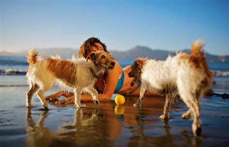 Cats with pancreatitis present with vague signs of illness, including lethargy, decreased appetite, dehydration, and weight loss. Pet Pancreas Problems:Pancreatitis in Dogs & Cats