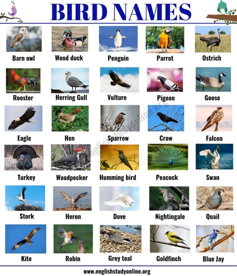 Bird Names List Of 35 Popular Types Of Birds With Esl Picture