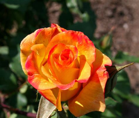 Orange Rose Flores Rosas