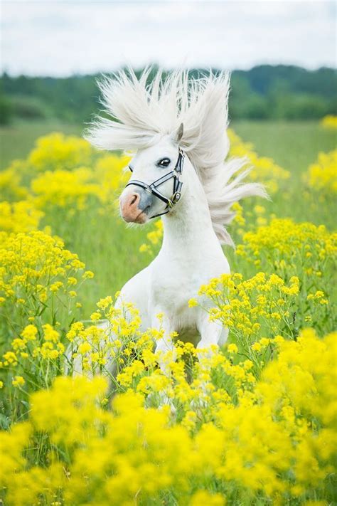 12 Astonishing Facts About Horses Horses Horse Facts Beautiful Horses
