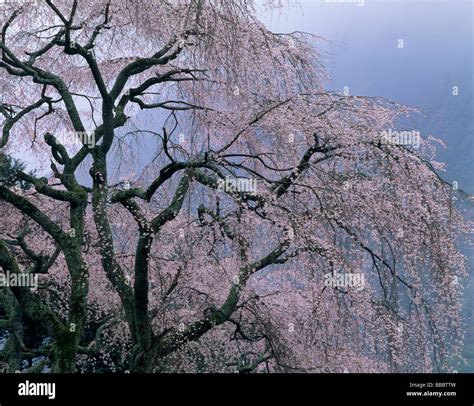 Cherry Blossoms And Mist Stock Photo Alamy