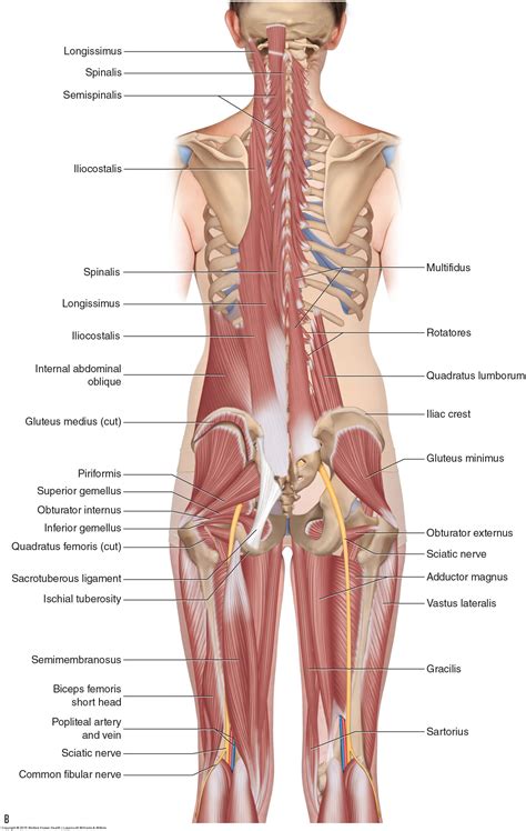 A superficial group, an intermediate group and a deep group. Muscles of the Lumbar Spine of the Trunk