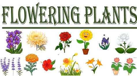 Name Of Flowering Plantsall About Plants For Kindergartenflowering