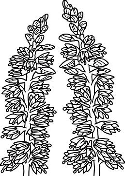Heather Flower Coloring Page For Adults Coloring Adult Garden Vector