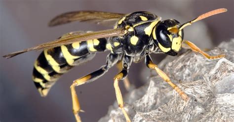 Wasp Facts Insect With Narrow Waist And Poisonous Sting