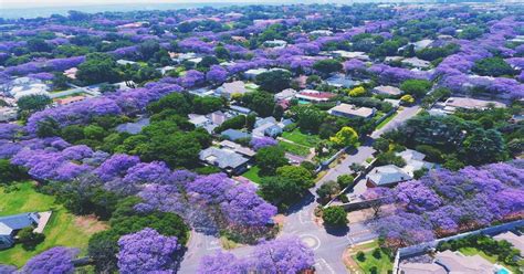 Sign up for free today! Pretty purple trees in Johannesburg : pics