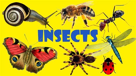 Insects And Bugs For Kids 🦋learn Insects Names In English 🐌 Education