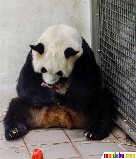 Foto Melihat Dua Bayi Panda Yang Baru Lahir Di Belgia
