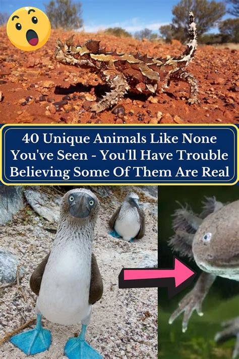 An Image Of Some Animals That Are In The Dirt And One Is Looking At