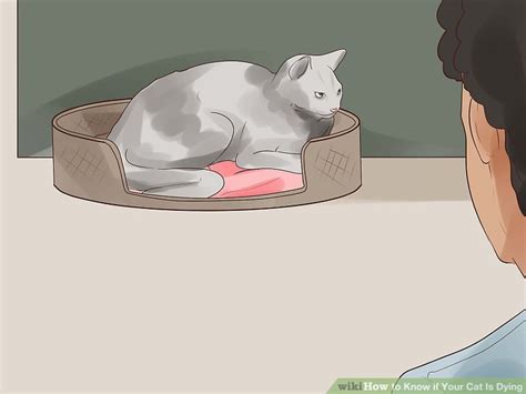It looks as if one has died, the other has got it which means the third is probably on its way out. How to Know if Your Cat Is Dying: 15 Steps (with Pictures)