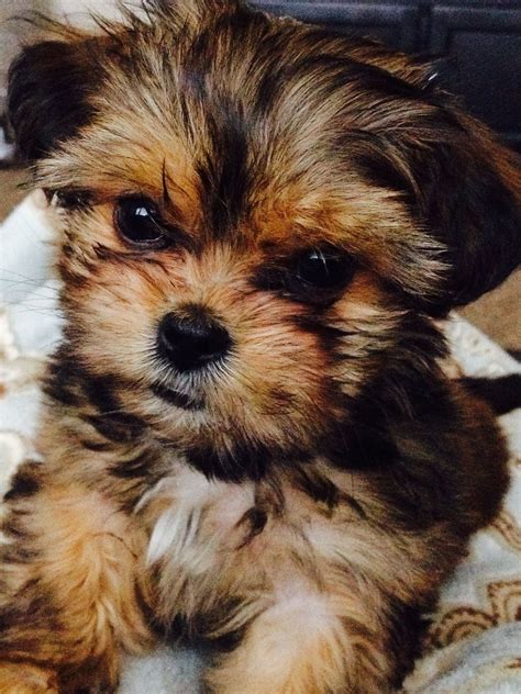 These adorable, loving, and fluffy shorkie puppies are a cross between the shih tzu and the yorkshire terrier. Pin by Alex Carpenter on Puppy love | Shorkie puppies ...
