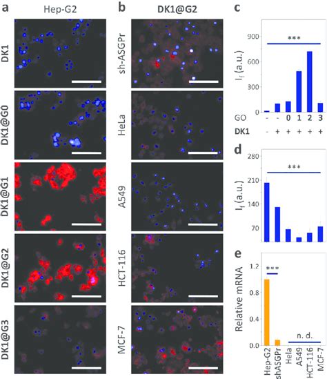 Fluorescence Imaging A And Quantification C Of Hep G2 Cells With