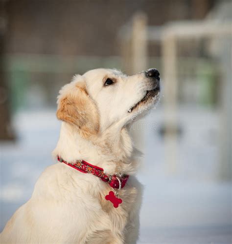 Golden Retriever Puppy Stock Image Image Of Color Portrait 36386145