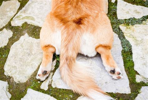 Why Do Dogs Drag Their Bum Across The Floor