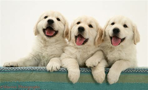 Dogs Golden Retriever Pups With Paws Over Photo Wp13358