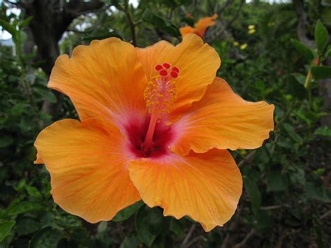 Orange Hibiscus Flower Big Island Hawaii Troy Mckaskle Flickr