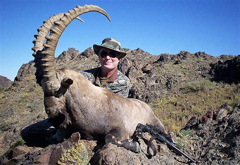 Gobi Ibex Hunting Trophy Gobi Ibex Hunts In Asia And Mongolia