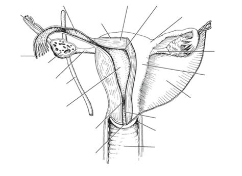 Diagram Anterior View Of Uterus Diagram Quizlet