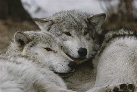 A Couple Of Gray Wolves Canis Lupus By Jim And Jamie Dutcher