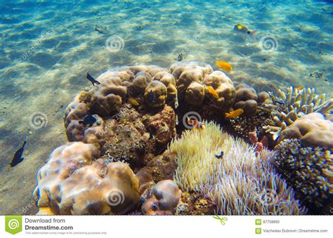 Tropical Fish Clown Near Coral Reef And Actinia Underwater Landscape