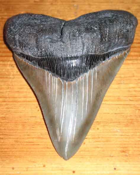 Beautiful Fossil Megalodon Shark Tooth For Sale